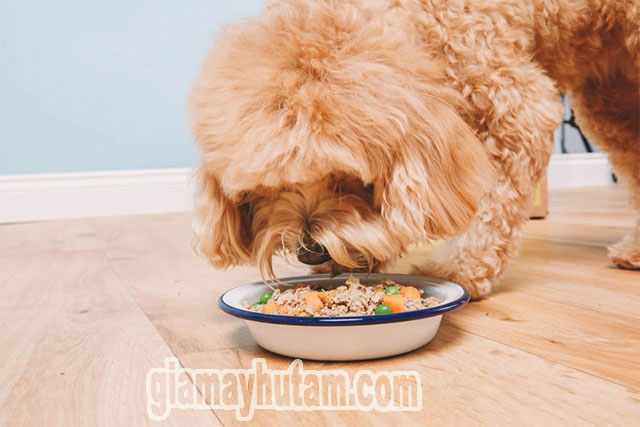 Thịt nạc là loại thực phẩm tốt nhất dành cho chó Poodle khi bị tiêu chảy
