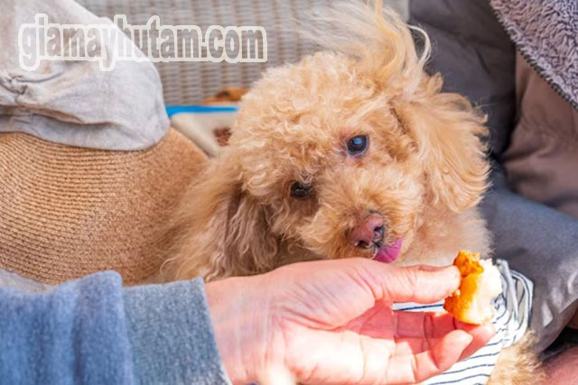 Chó Poodle có thể ăn một ít phomai khi bị tiêu chảy