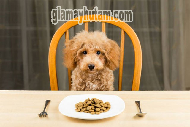 Cần tìm hiểu kĩ các loại thức ăn nên cho chó Poodle ăn khi tiêu chảy